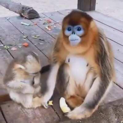 A mother golden snub-nosed monkey and it's baby