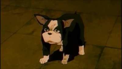 Iggy get out of there