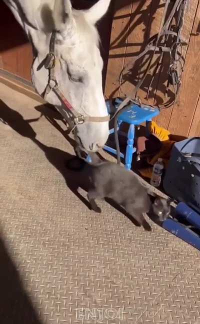 That horse was shook!