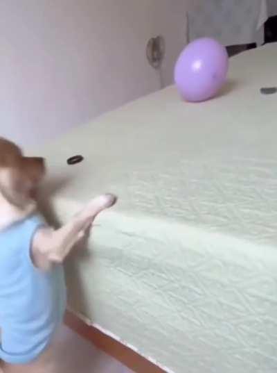 Friend said he has a hunting dog.