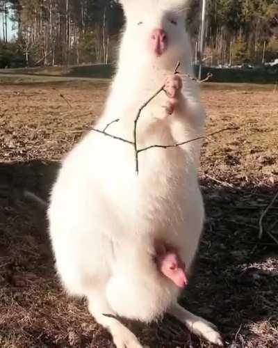 Валлаби-альбинос