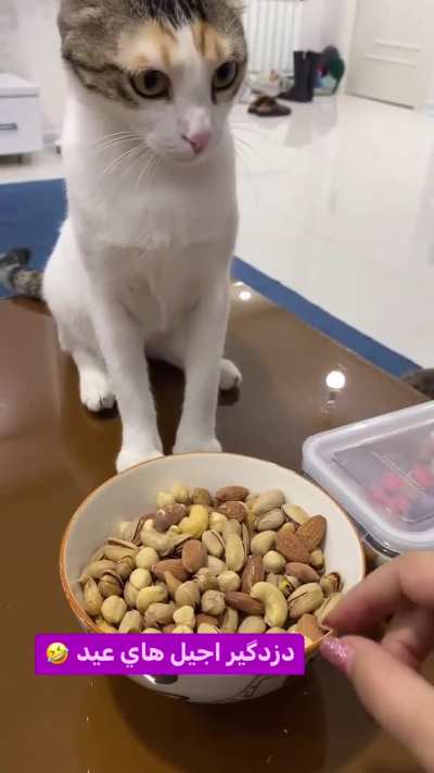 یکی ازین دزدگیر آجیل ها هم نداریم 😂