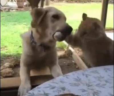Poor dog just wanted to eat the treat