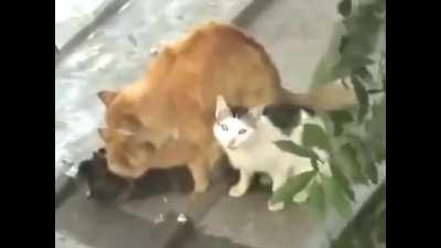 ð¼ no king ðð