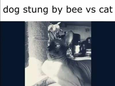 Dogs stung by bee vs cats stung by bee