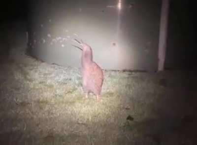 Small T-Rex, also known as a Kiwi