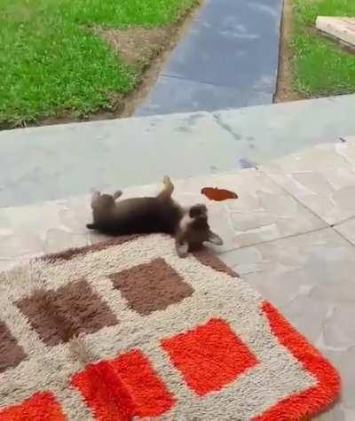 Just a puppers and his butterfly buddy