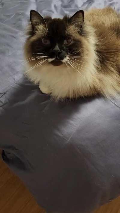 Anyone elses ragdoll just very chatty?