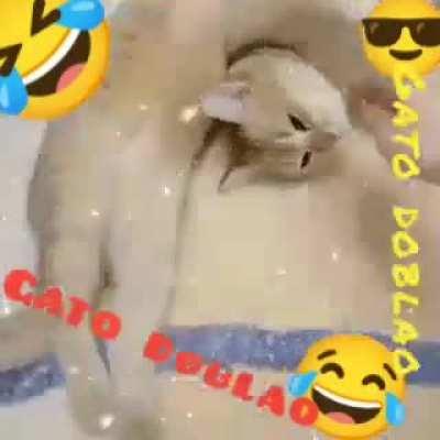 Gato doblao?