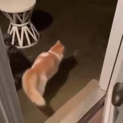 whole essence of a cat in 30 seconds