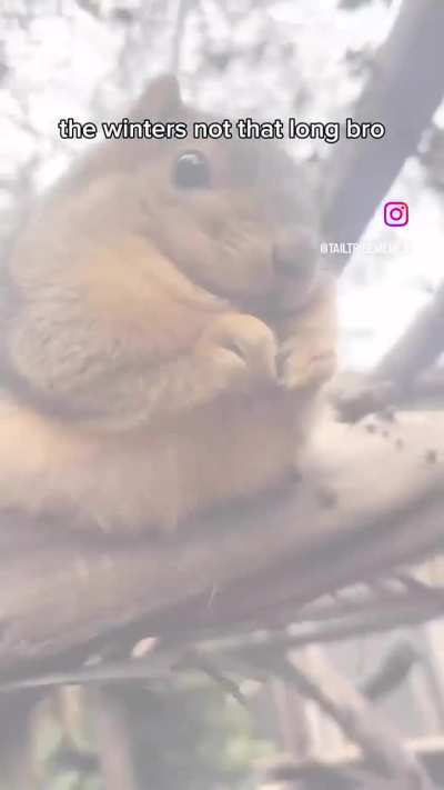 Fat ass fucking squirrel