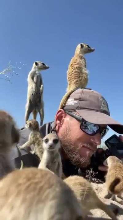 🔥 Meerkats being friendly with a wildlife photographer 🔥