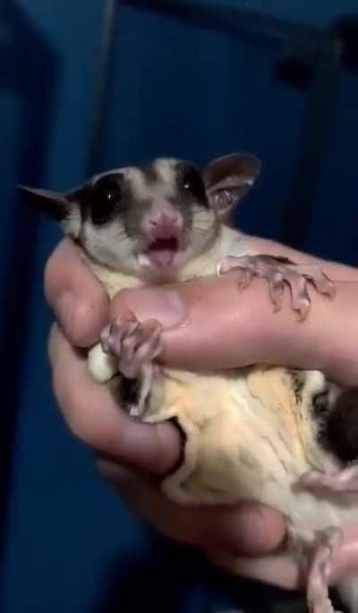 Got this great video of Cake finishing up her yogi treat.