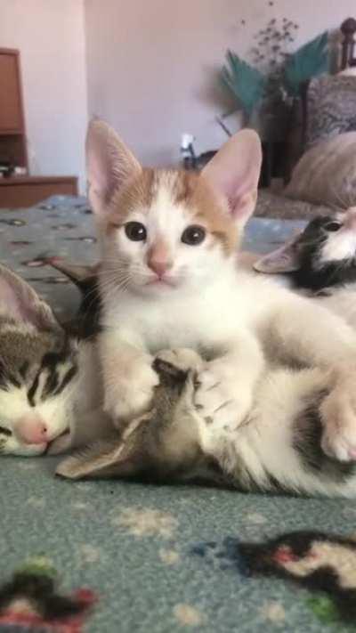 Play time for these cats