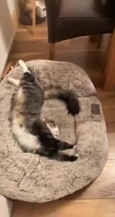 Its my bed now loser