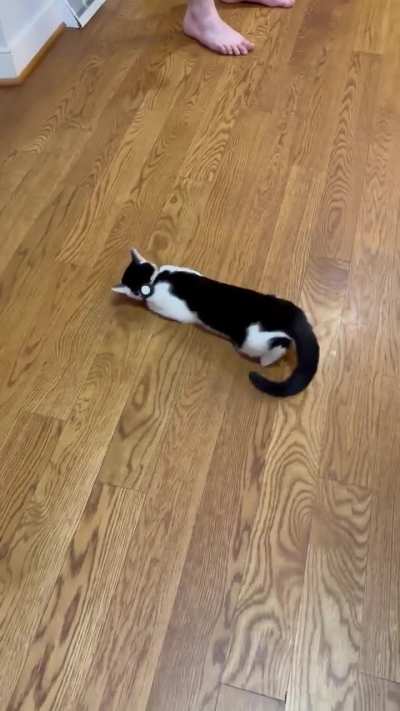 Is my cat going into heat? She’s only 6 months old