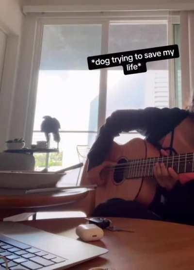 hawk flies into girls home with back door open while sheâs playing guitar