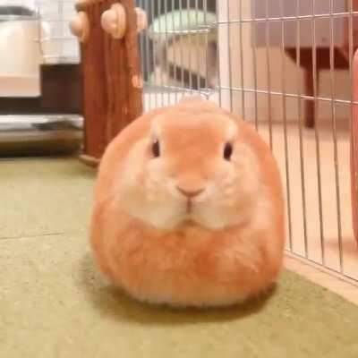 Are bunnies allowed?