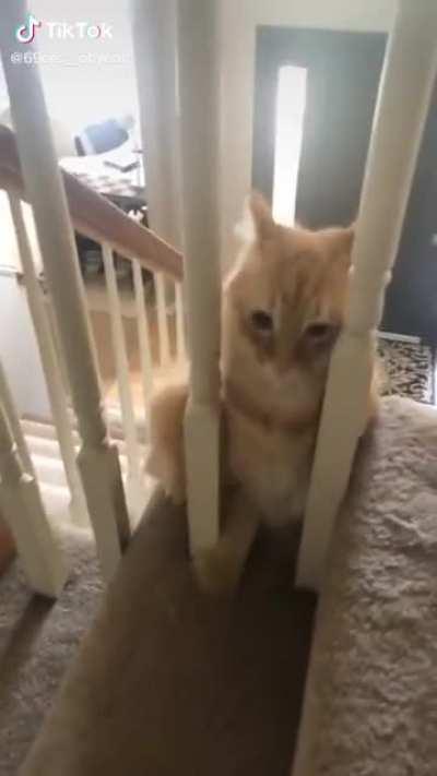 Cat should’ve listened...