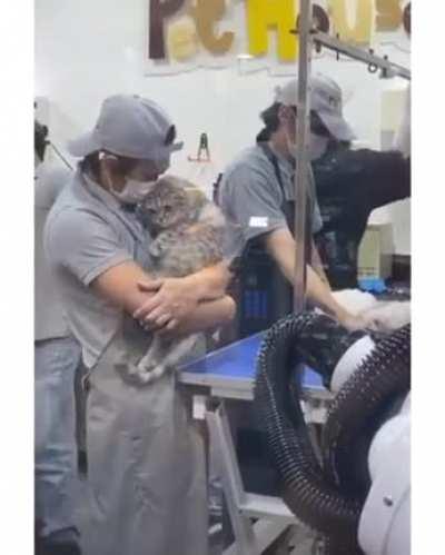 You'll know when your cat is in safe hands.