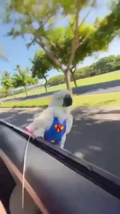 Ему по кайфу