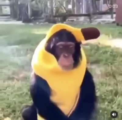 Platano Peruano funniest shit