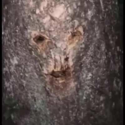 The voices are getting louder 