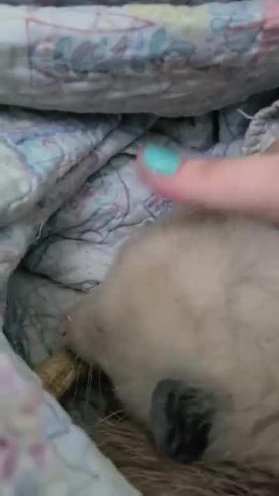 Opie the opossum is still living his best life