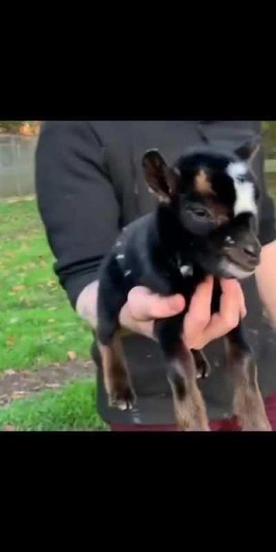 I'm angy, human, put me down!