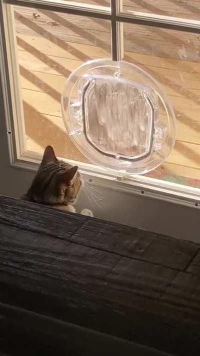 I can hear her two brain cells clacking together every time she has to relearn the concept of a door we’ve had for over a year