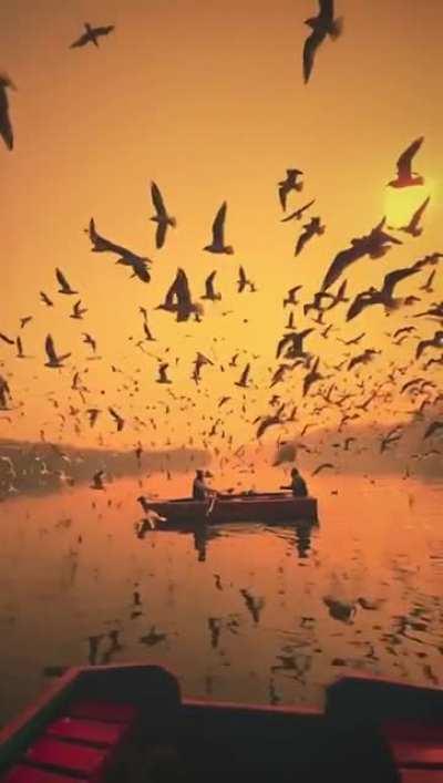 🔥 The Seagulls of Yamuna Ghat, India