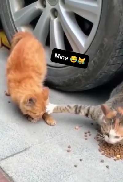 I didn't expect my cute cat would ever act this way lol