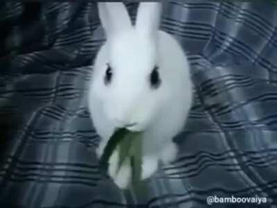 Ba bony beibe beibe bei beeeee