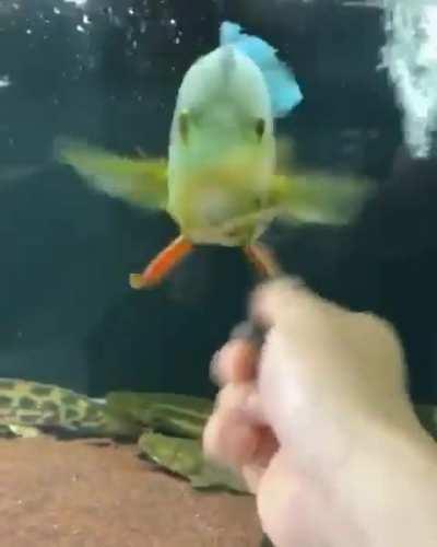 Just like a kitten...