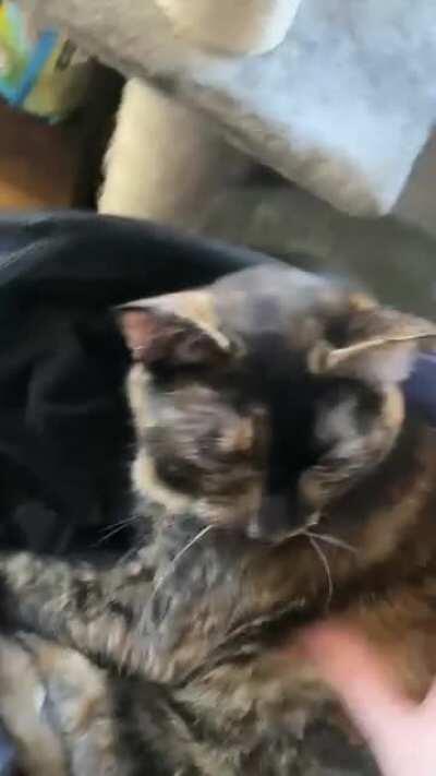 She likes to sleep in her stroller by the windows