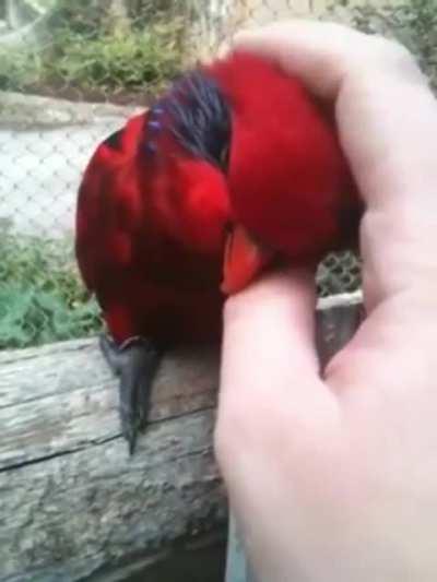 I'm enthralled by your mastery of the scritchy arts