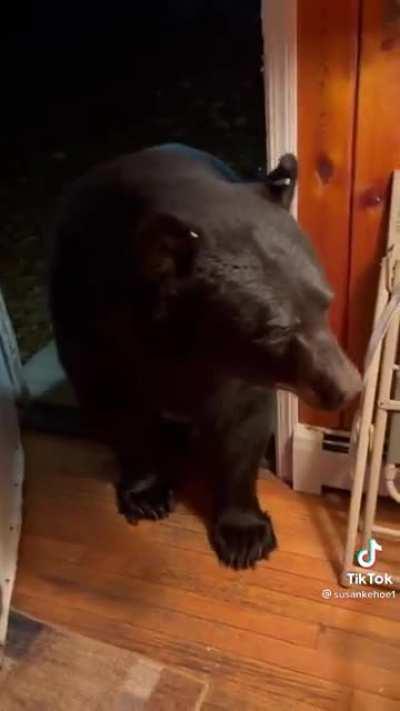 Bears think outside is better