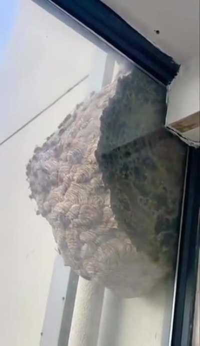 How the bees come out, ready to attack