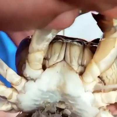 Thanks I Hate, crabs carrying babies