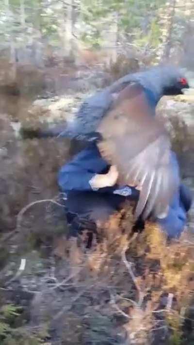 That's a big pigeon.