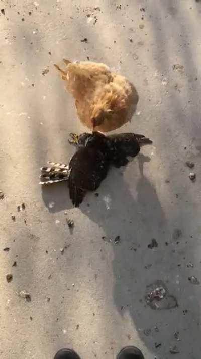 This hen had lost 2 chicks in a week, then I came home to this commotion.