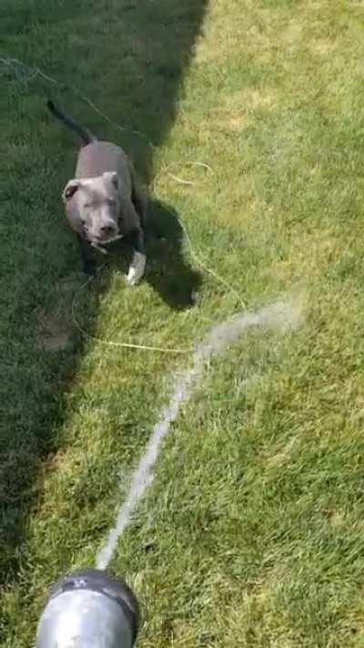 He loves the hose but hates the bath tub lol anyone else?