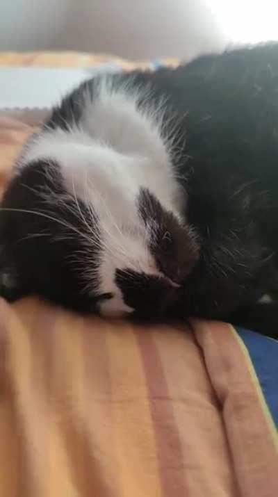 Tap cheek for purring. Scratch ear to activate.