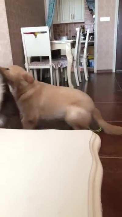 What did I tell you guys about roughhousing...