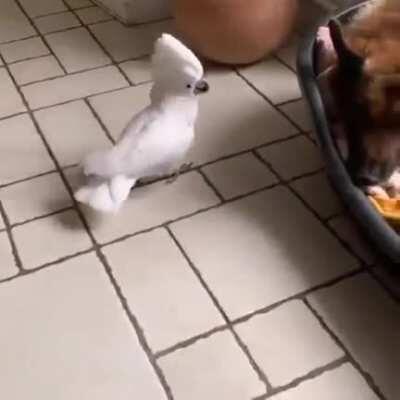 harassed and roasted by your own words