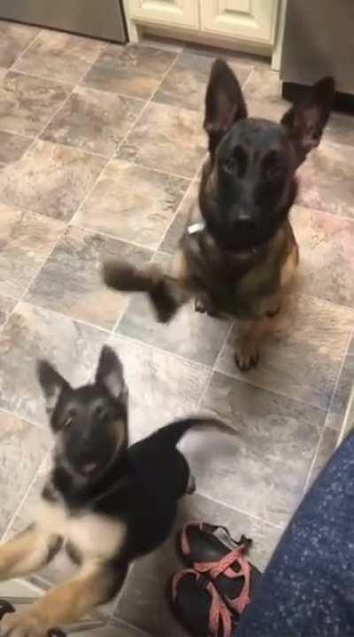 Ziva teaching her little sister Nova