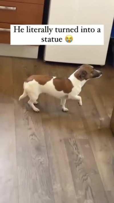 Doggo is Frozen Saying 