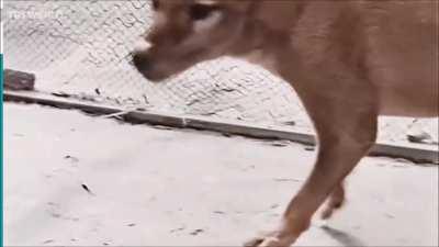 Little Dark Age - Tiger