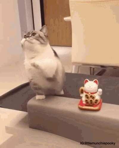 blessed cat gif