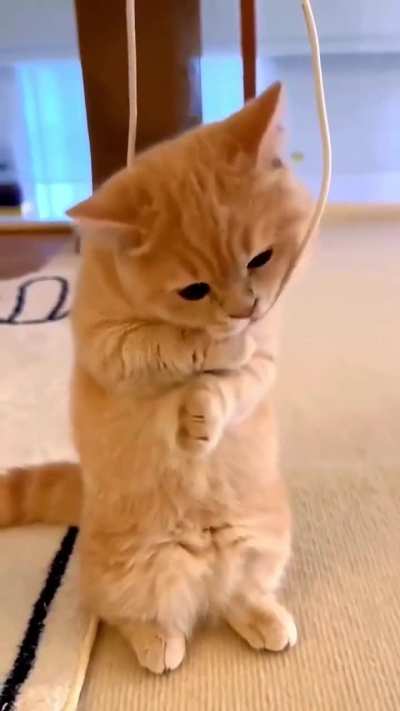 Funny cat and sed moment